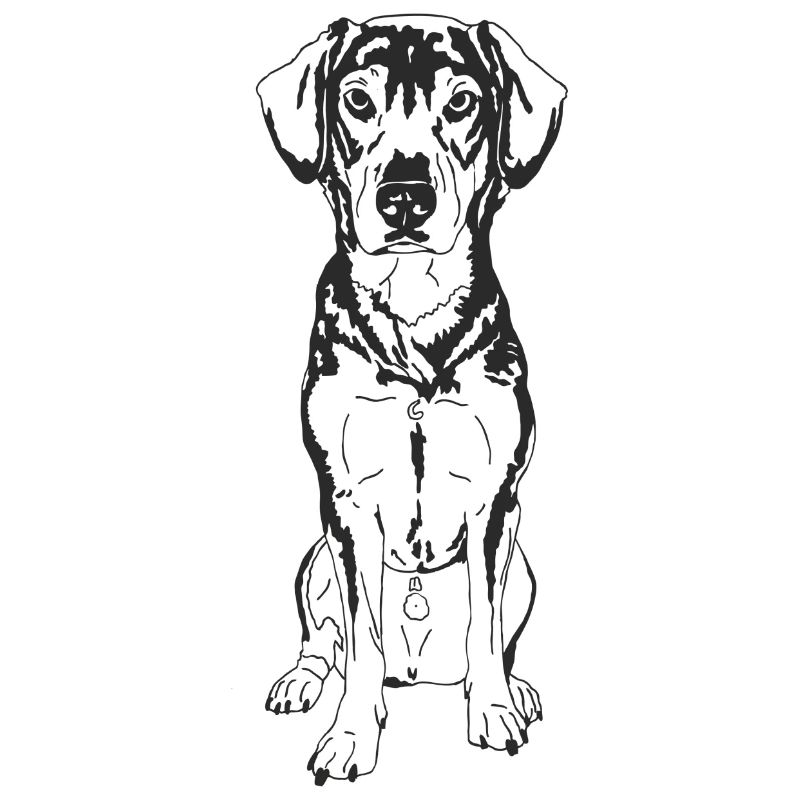 Schäferhund Mix