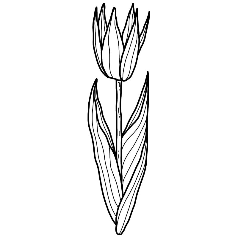 Blume Tulpe