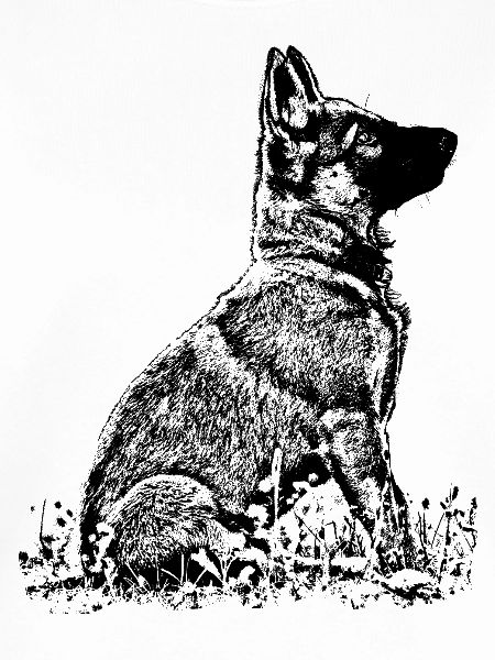 Schaeferhund Welpe