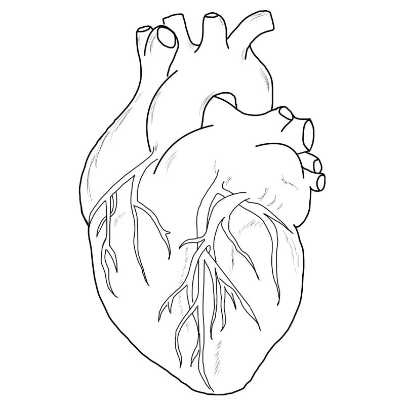 Anatomisches Herz