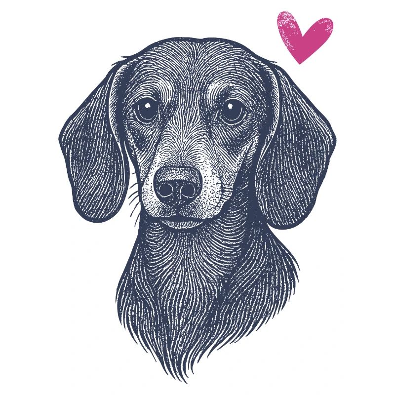 Dachshund – Courageous, Funny & Distinctive