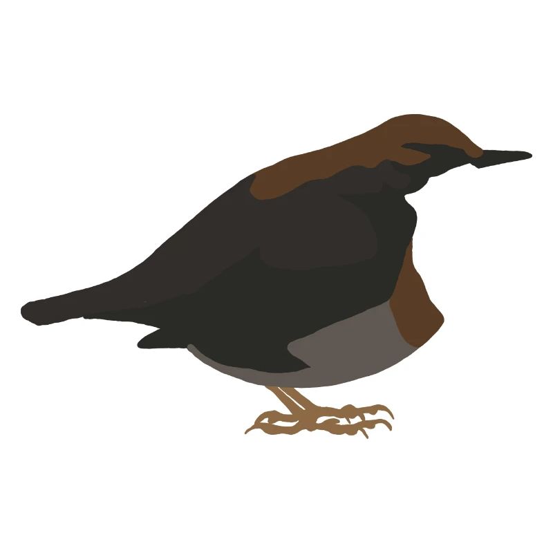 Wasseramsel