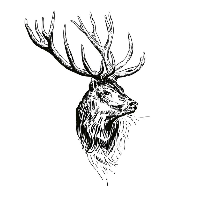 Hirsch