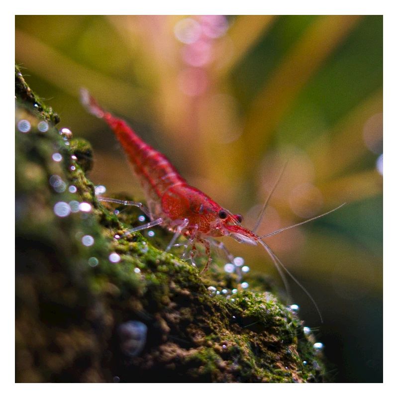 Rote Garnele