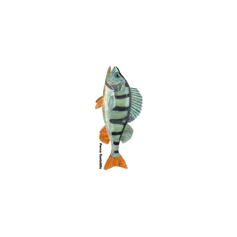 Barsch - Perca fluviatilis