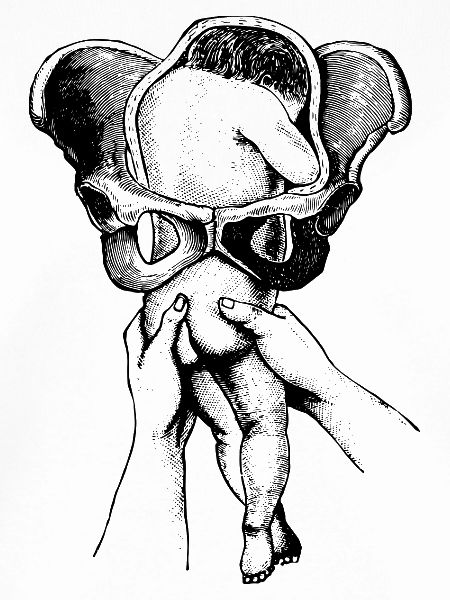Geburt-baby-anatomie