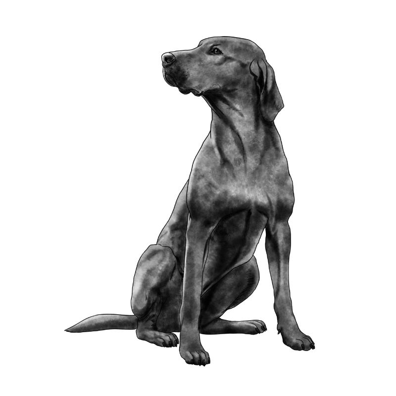 Sitzender Rhodesian Ridgeback Hund