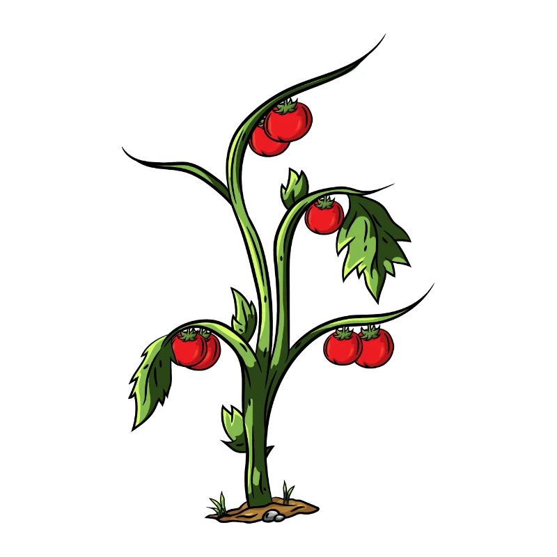 Tomate
