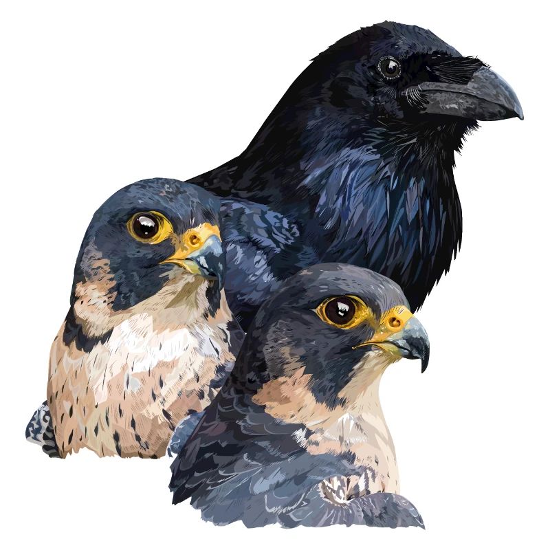 Raven and Falcons