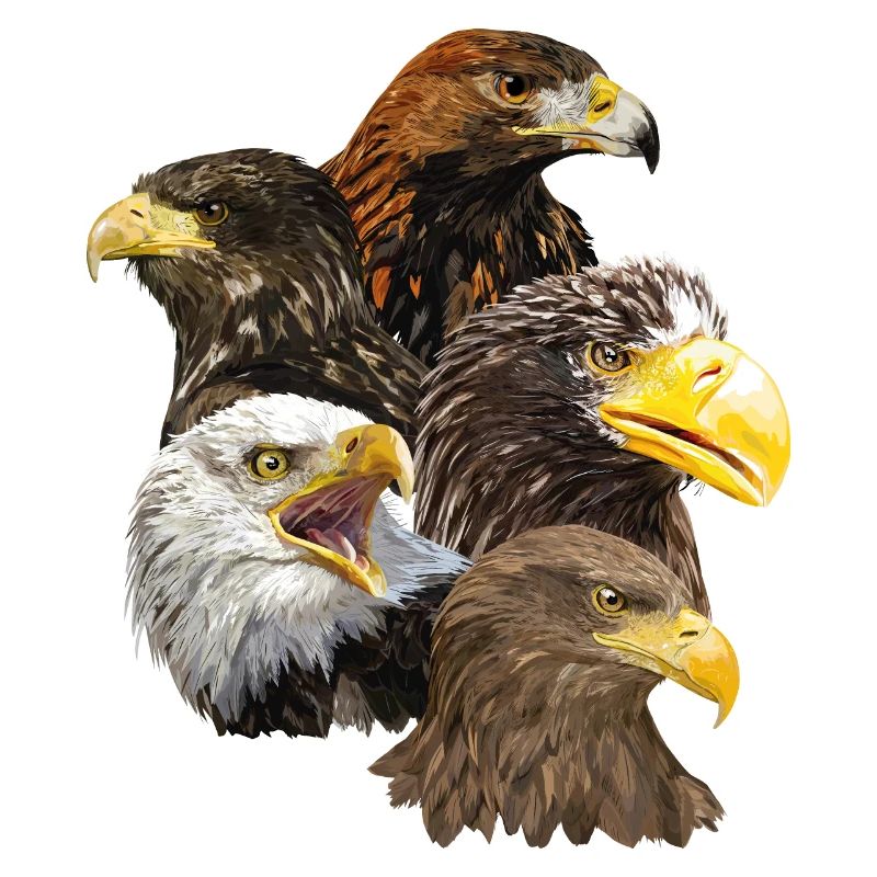 Oiseaux de proie