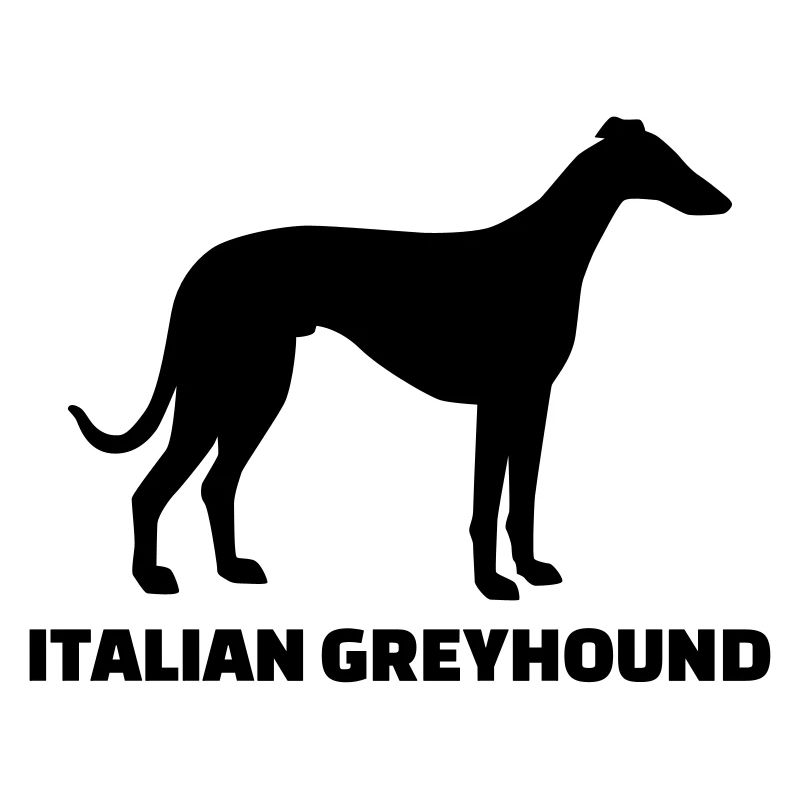 Italian Greyhound