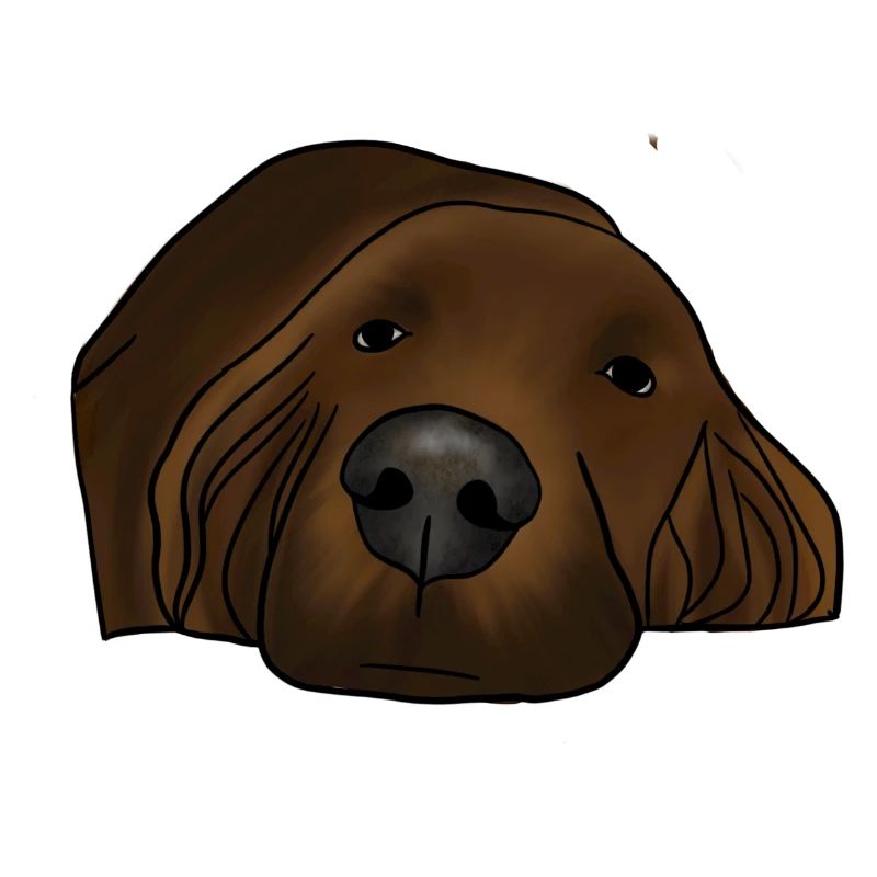 Irish setter