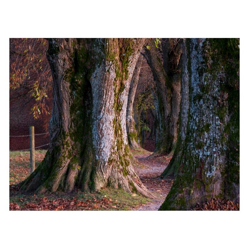 Steindl Allee
