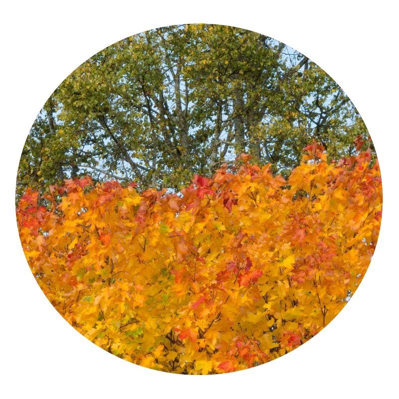 Herbst