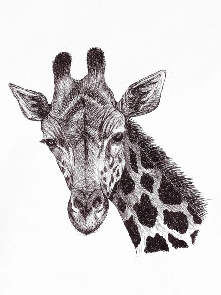Giraffenkopf gezeichnet