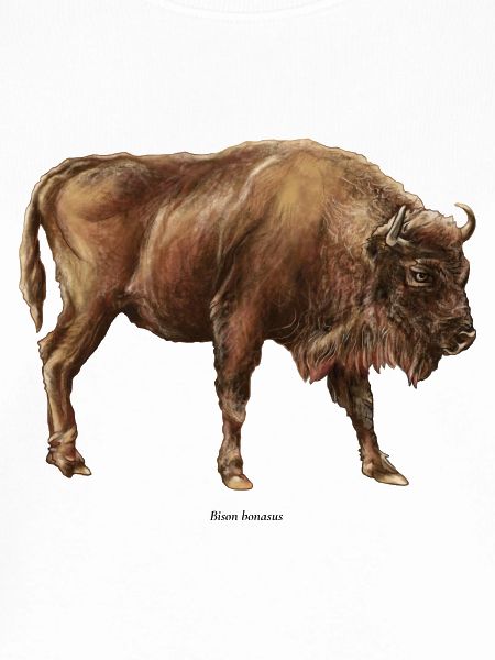 Wisent