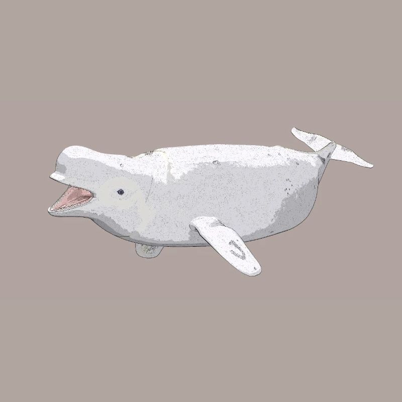 Beluga Wal, Geschenk, Geschenkidee