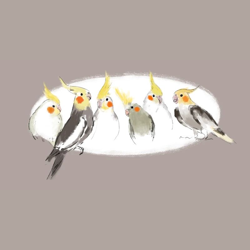 Calopsittes