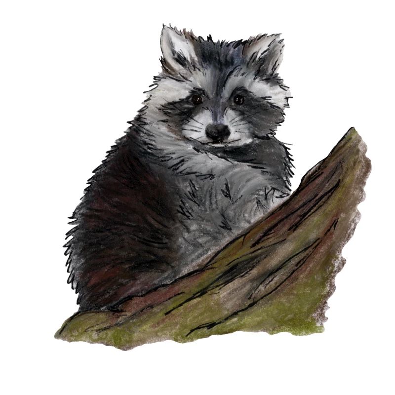 Waschbär