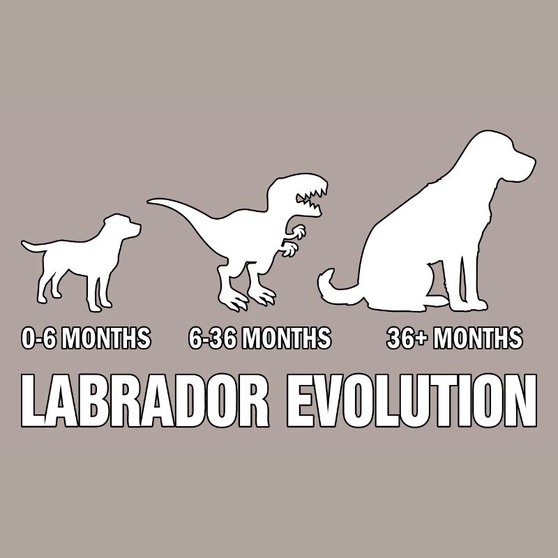 Évolution du Labrador