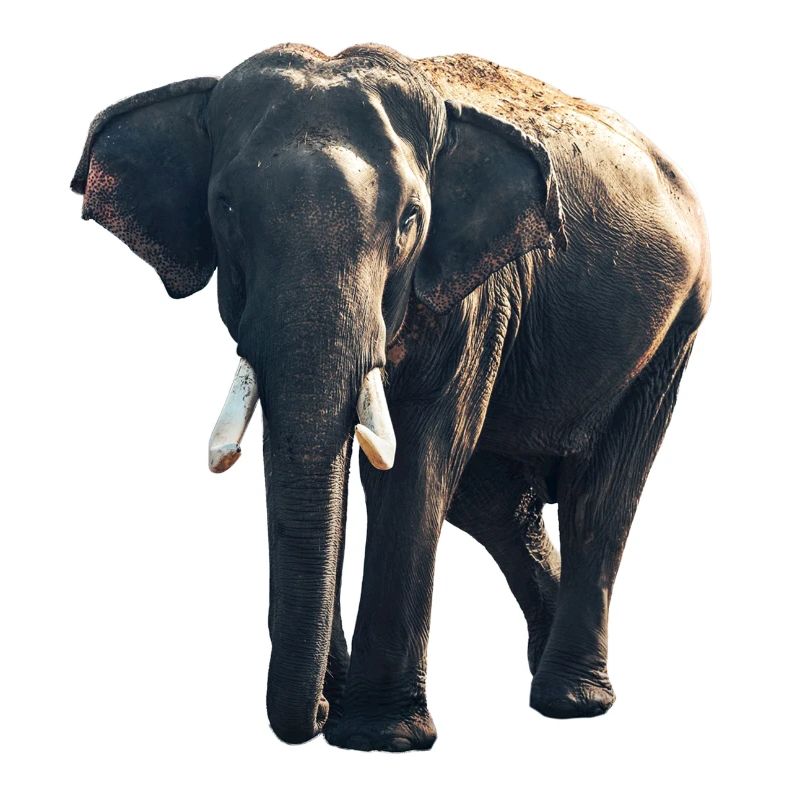 Elefant Tier