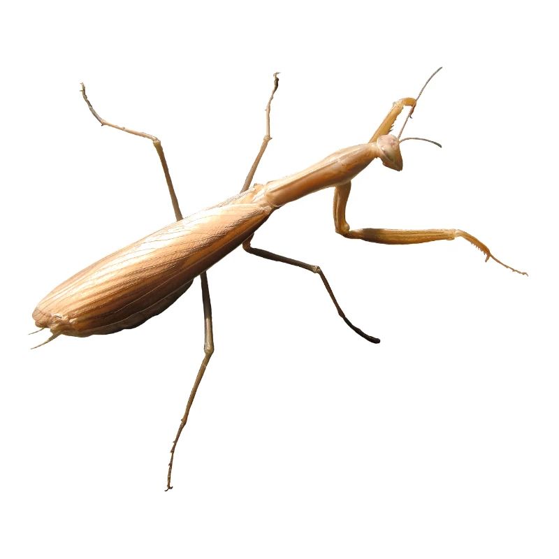 Mantis