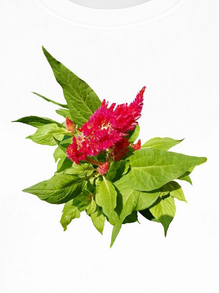 ROTE CELOSIA
