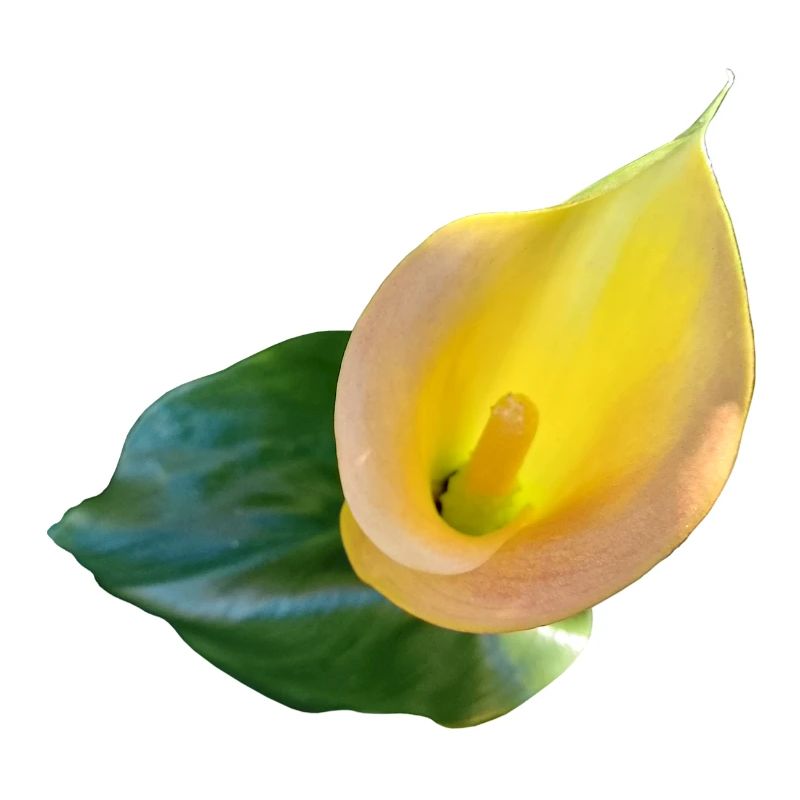 LYS CALLA JAUNE