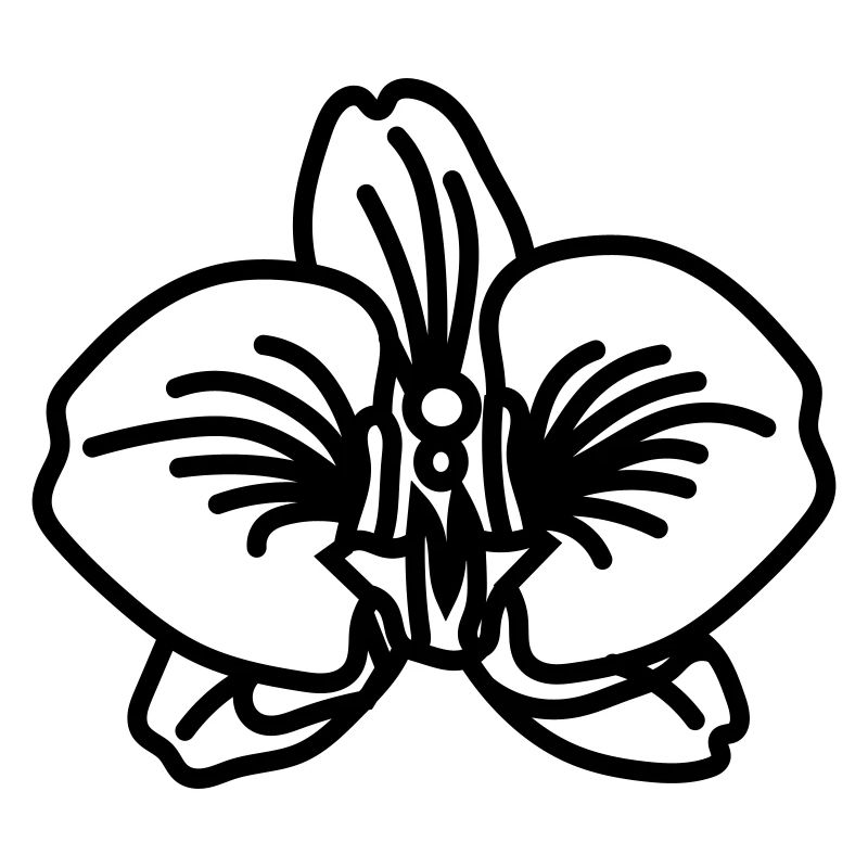 orchidée