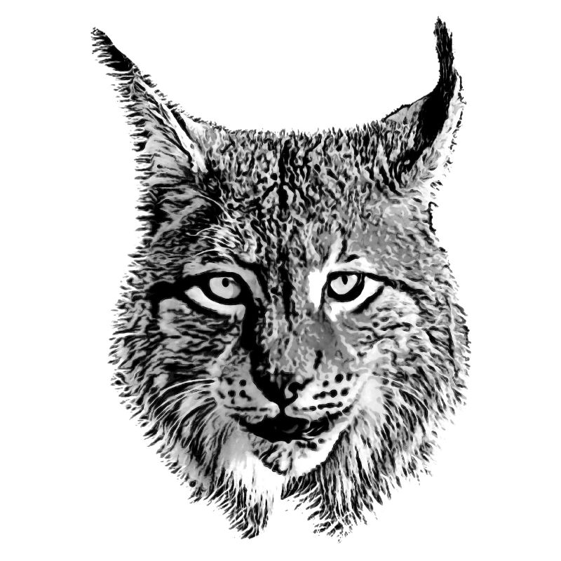 Lynx cool animal cool predator predator Lynx