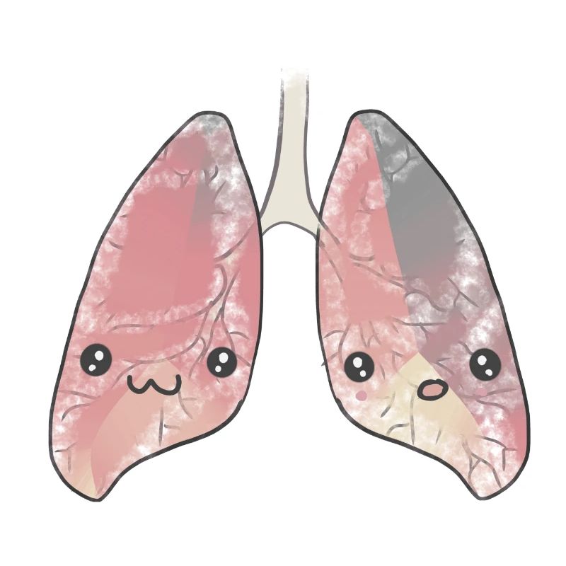 Poumon organe