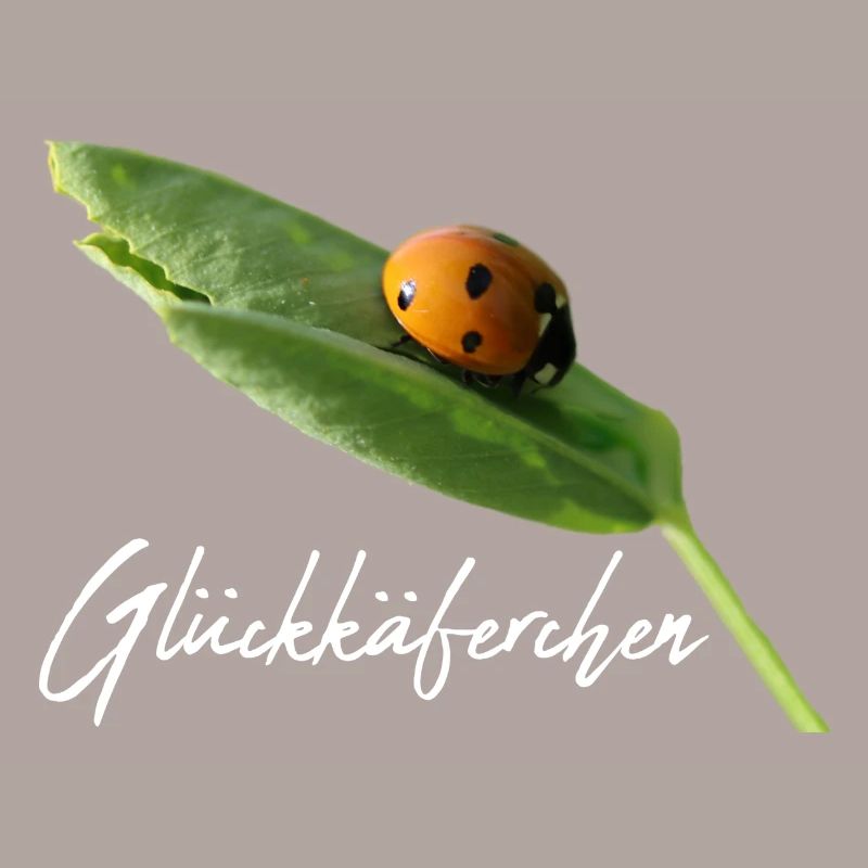 Glückskäferchen Marienkäfer Glück Glücksbringer