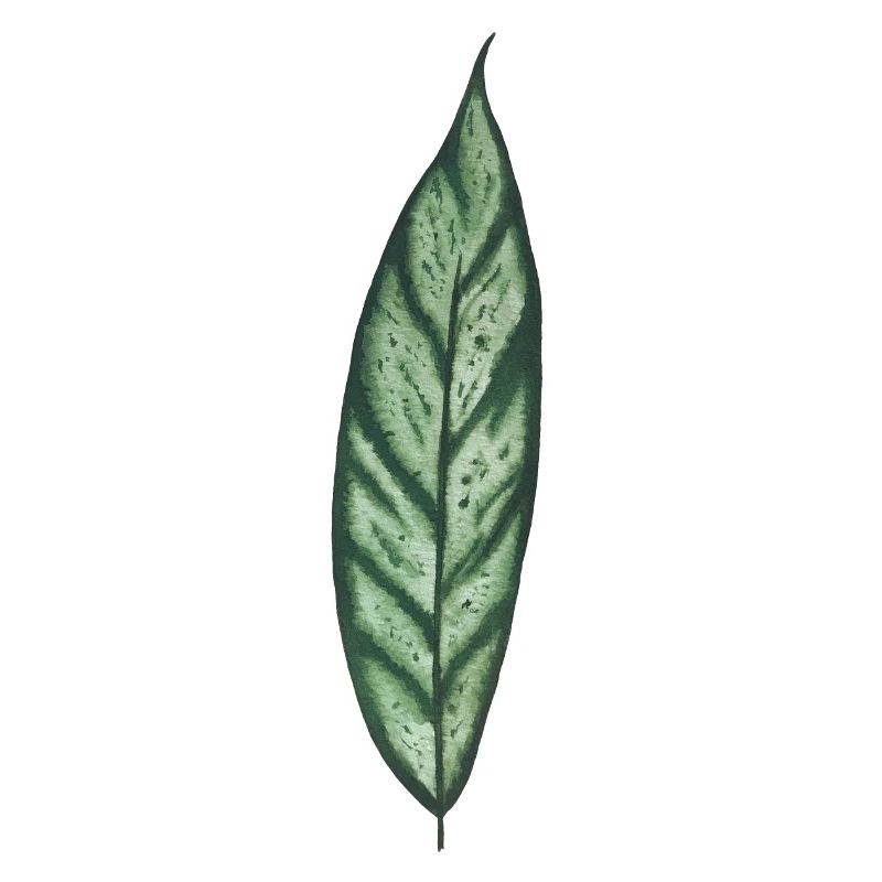 Apoballis leaf plantlover botany plant love