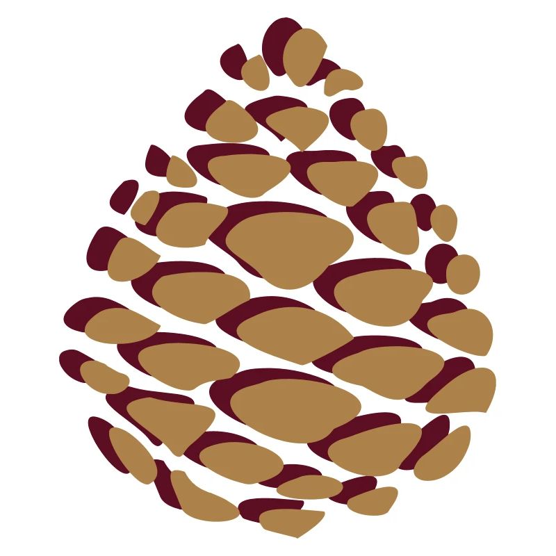 Pine cones pinecone pomme de pin Wald forest