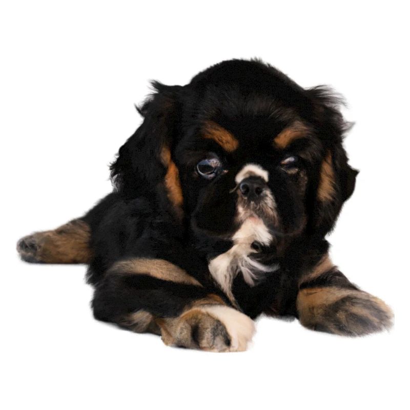 Chiot mignon