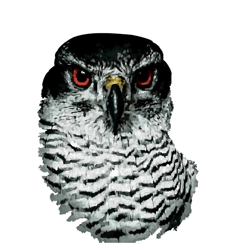 Greifvogel-01