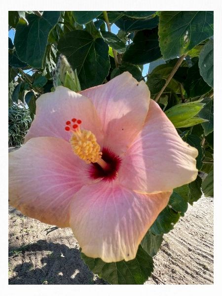 Hibiskus