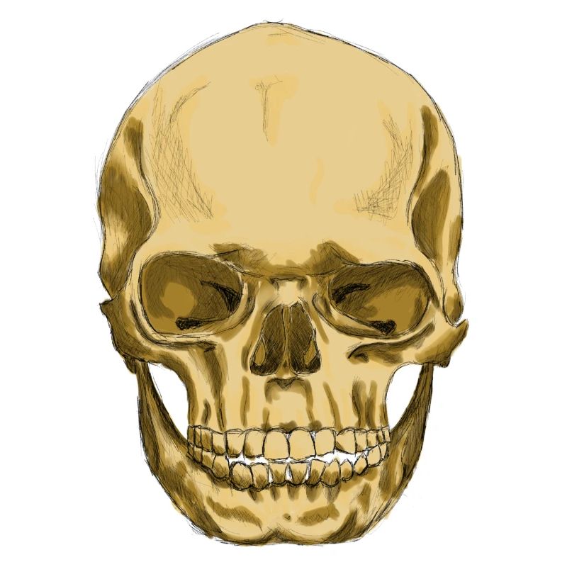 Skull