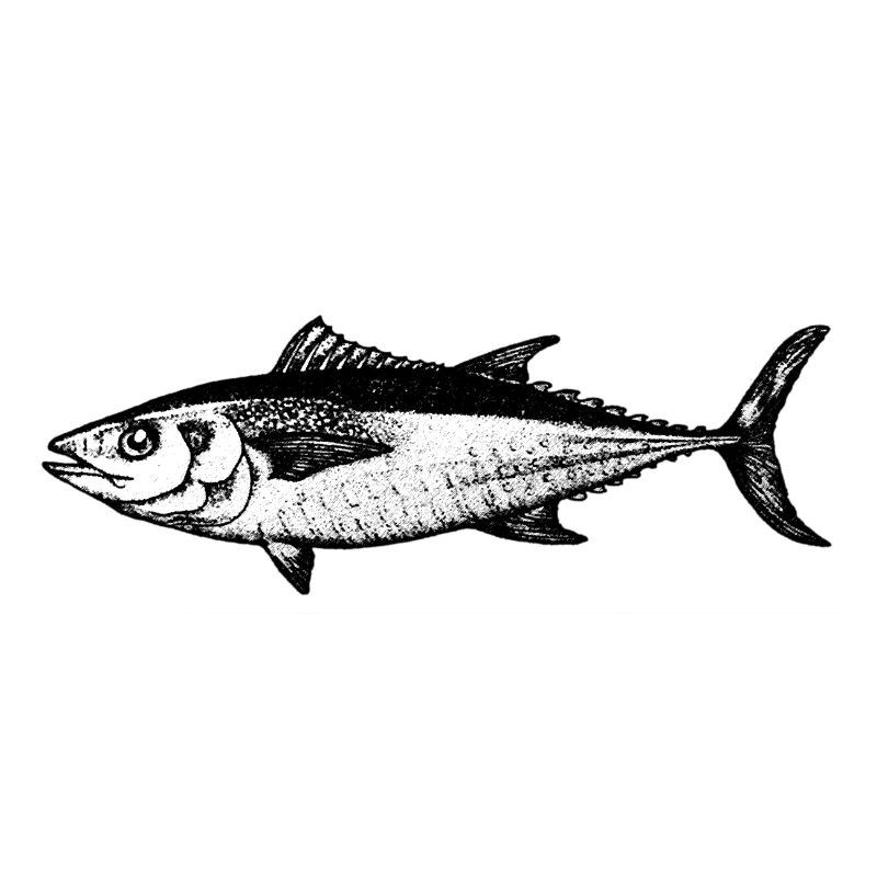 Thunfisch