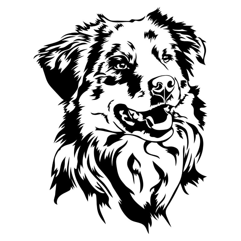 Australian Shepherd Aussie Portrait Hunde Wilsigns