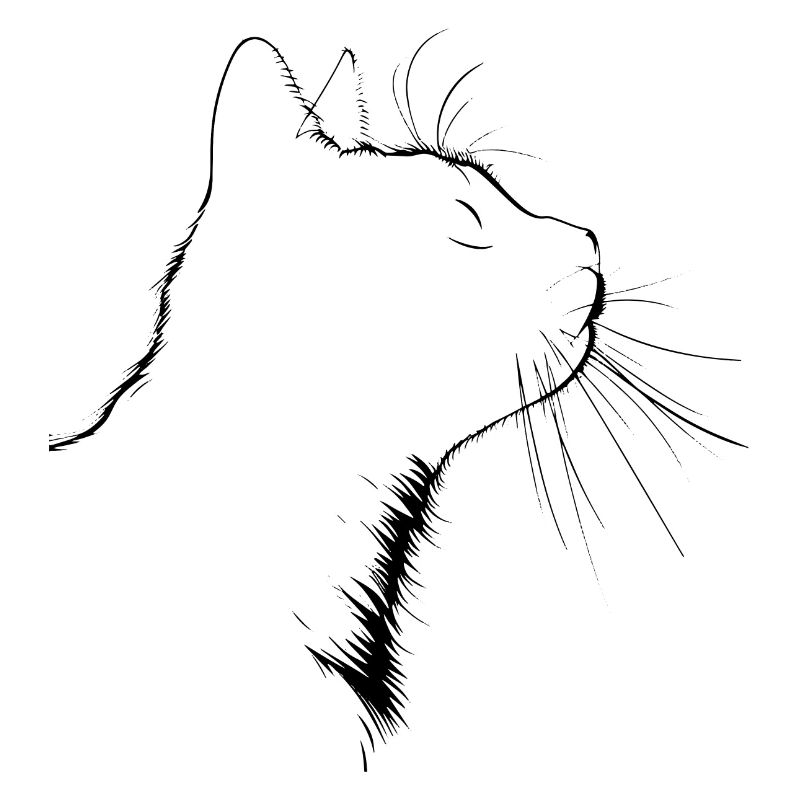 Chat, Motif De Chat