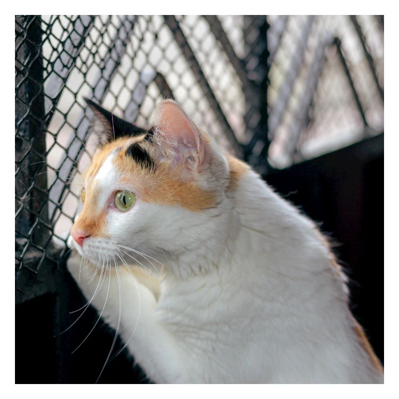 Die Katze
