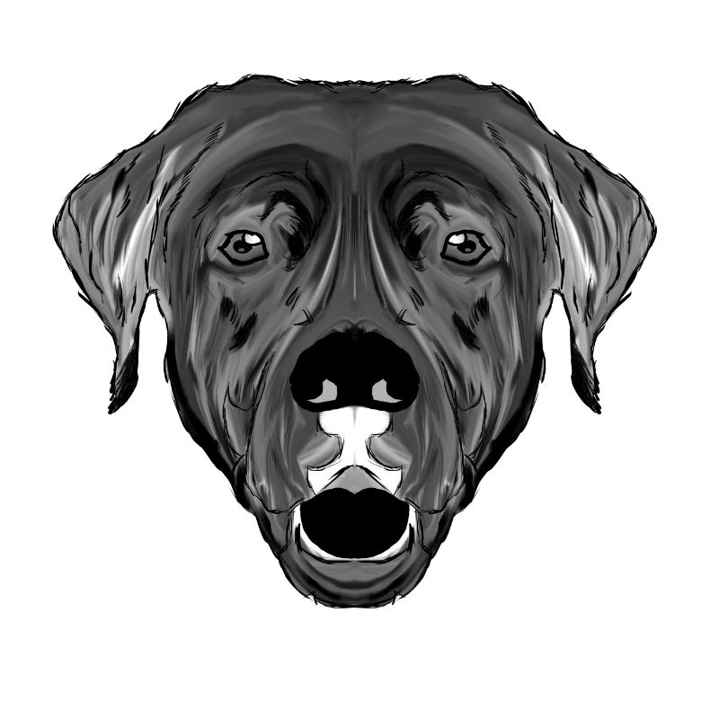 Labrador Retriever Kopf