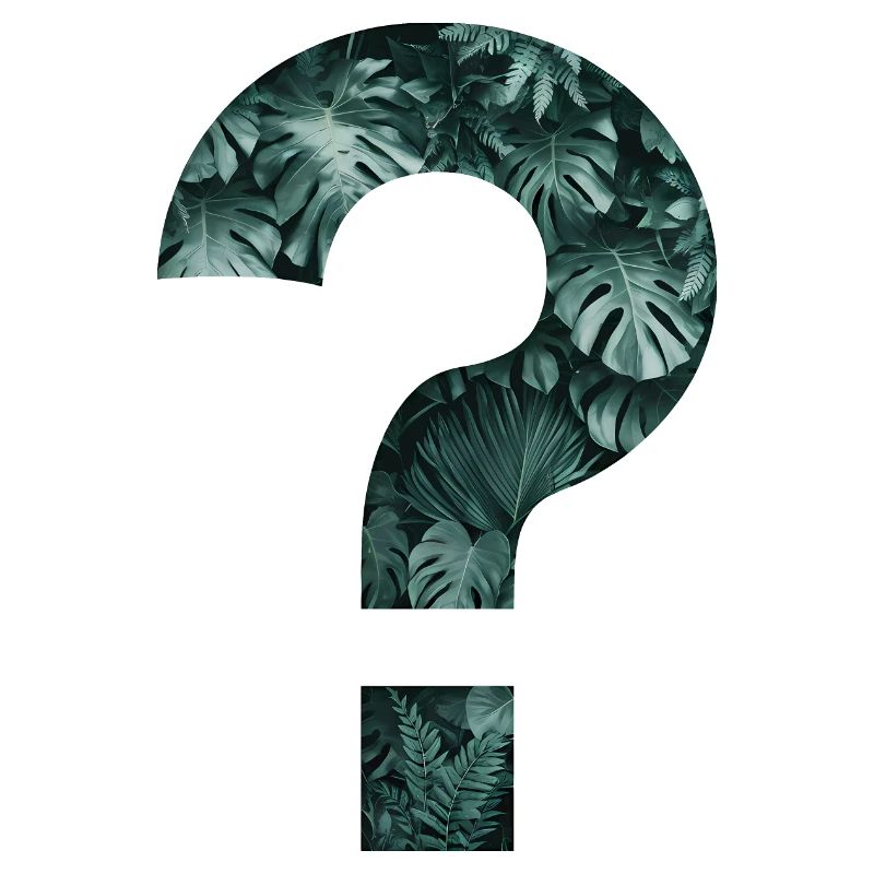 Tropics Plants Question Mark Jungle Monstera