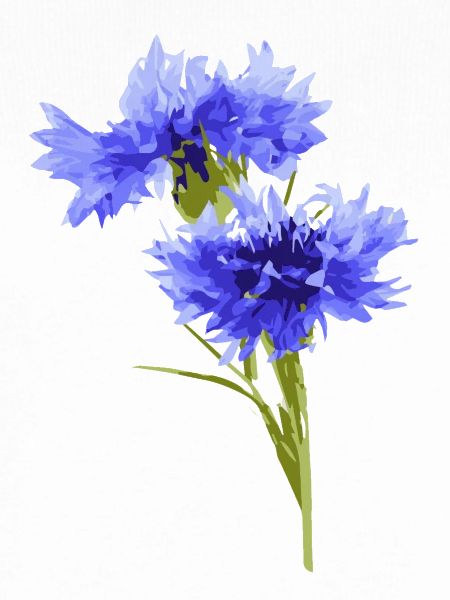 Kornblume