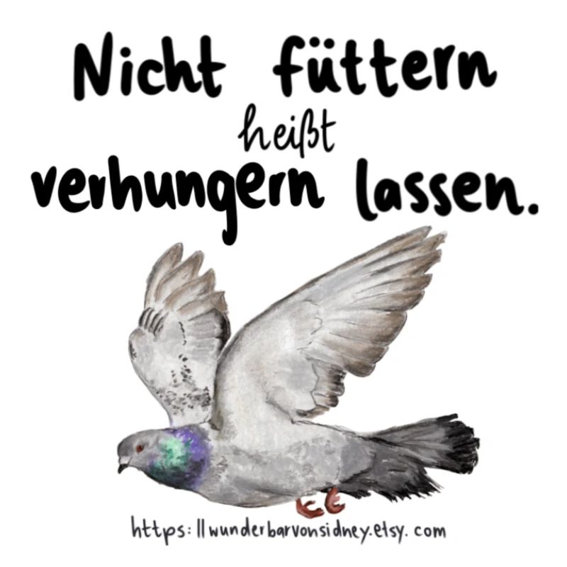 Fliegende Stadttaube
