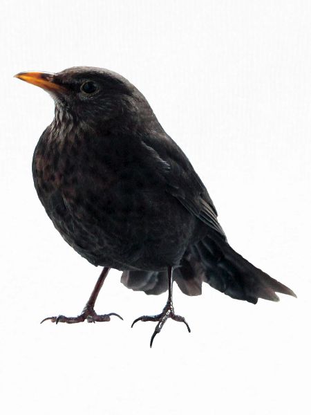 Amsel Drossel
