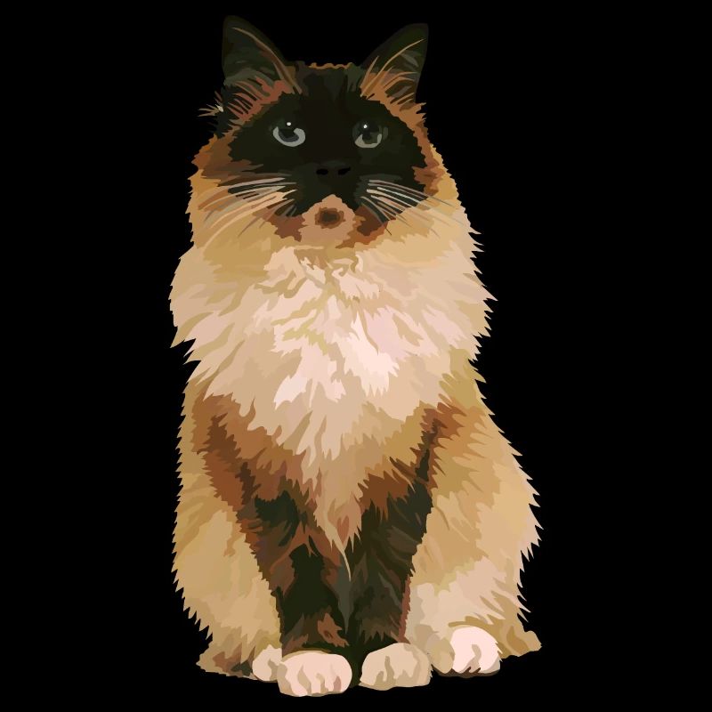 Ragdoll-Katze 1