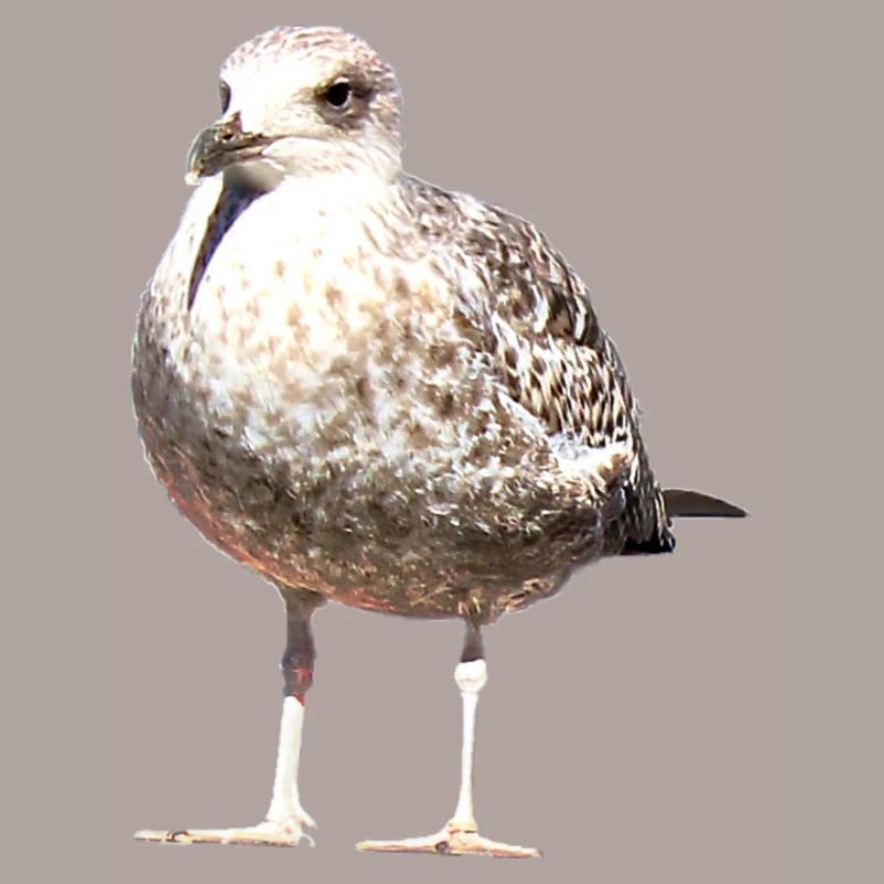 Möve