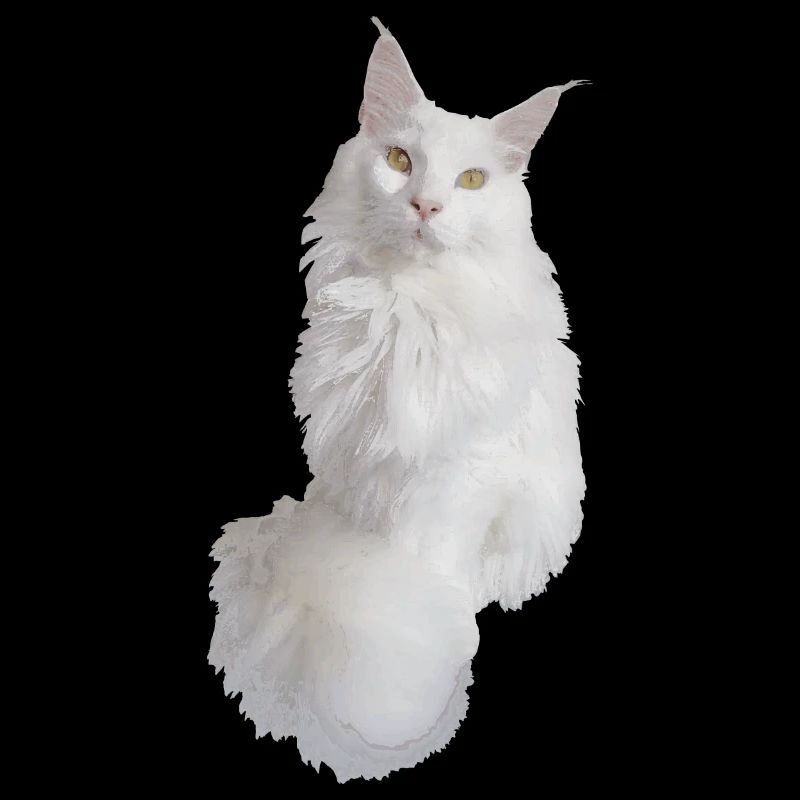 Maine coon blanc